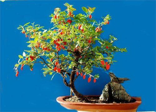 大蒜发芽了以后还能吃吗 发芽的大蒜怎么处理还能食用