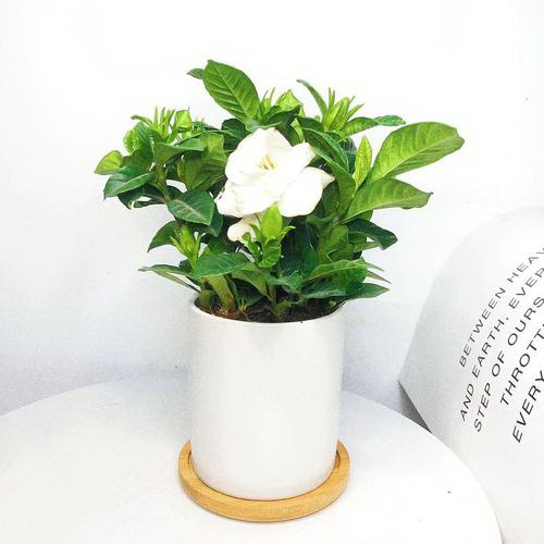 昙花开花温度多少度
