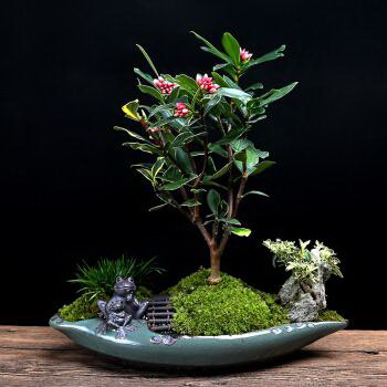 批杷几年结果实 种多久开花结果
