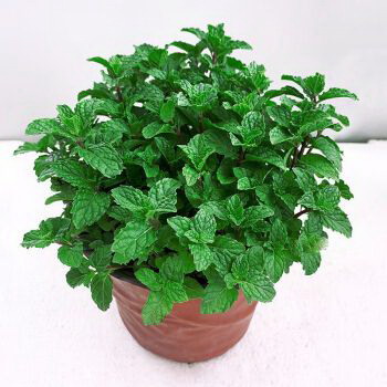 沉香适合什么地方种植
