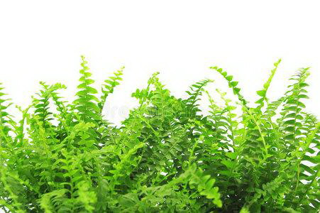 山东大葱种植时间和方法