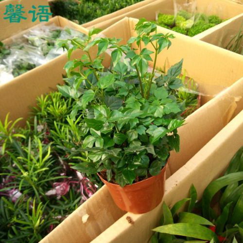 盆栽蓝莓怎么种植和养护（蓝莓种植技术与栽培管理）