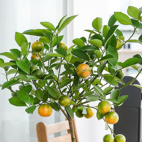 丁香花适合什么地方种植