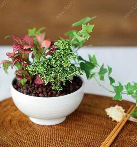 三角梅开花温度多少度