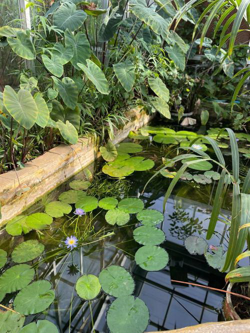 碗莲开花时间及其特点（探秘碗莲开花的奥秘与技巧）