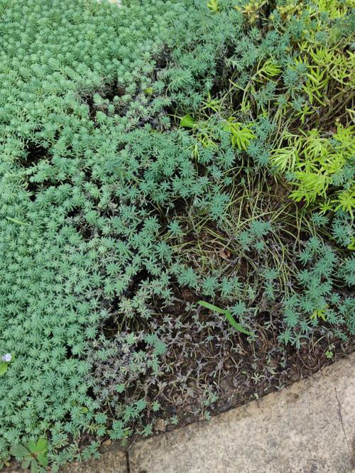 花盆里有蚂蚁怎么消灭不伤害花  去除盆栽红蚂蚁妙招