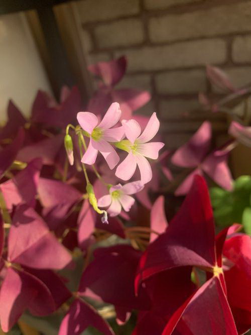 茉莉花二次修剪的注意事项