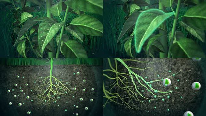 牵牛花的生长环境（喜欢水的花卉种类）