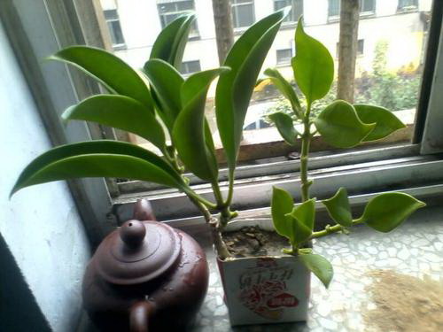 牡丹花养护及管理（打造美丽花园的秘诀）