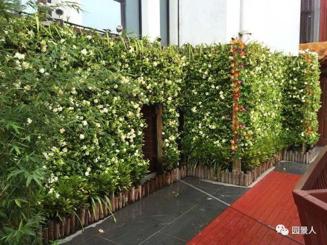 龟背竹夏天多久浇一次水？夏季养护技巧是什么？