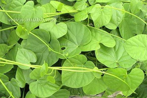 绿萝喜肥——让你的绿萝更健康茁壮（掌握绿萝肥料知识）