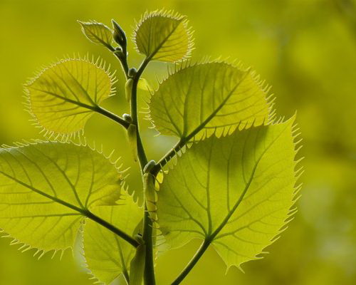 栀子花盆土板结该怎么解决