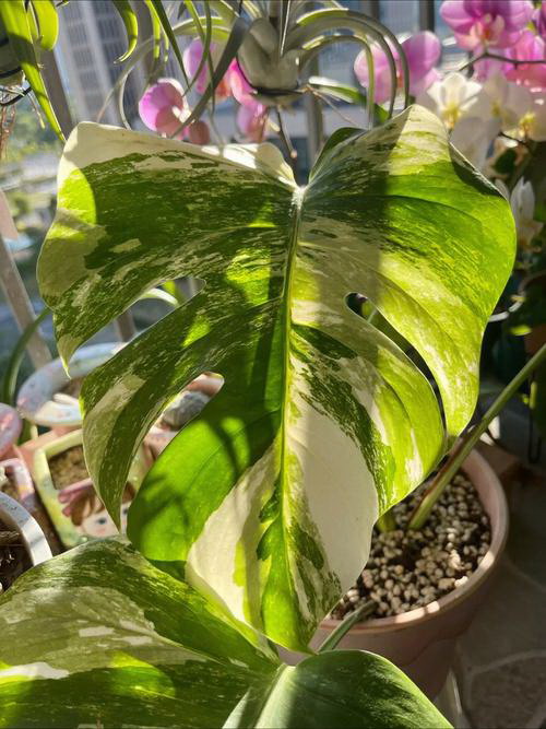 为什么家里不能种芒果树 家里种芒果好不好
