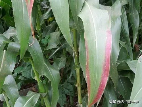室内盆景有哪些品种好养好看 家庭适合养的植物盆栽