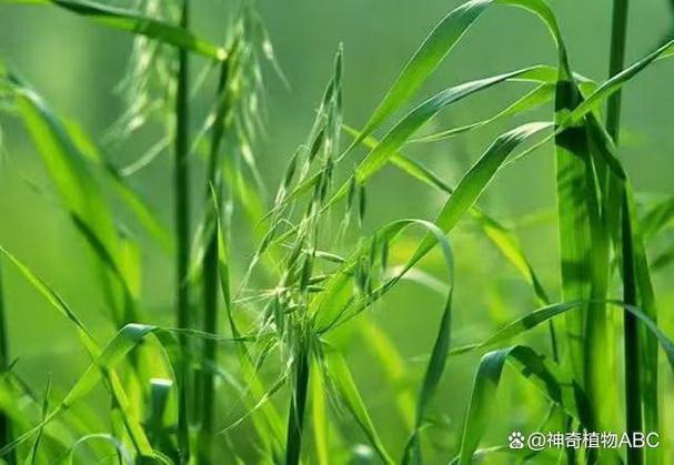 仙人球喜阴还是喜阳的植物 可以阳光直晒吗