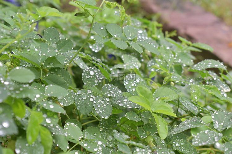 植物魔法附魔需要多长时间学   ？学   过程中应注意什么？