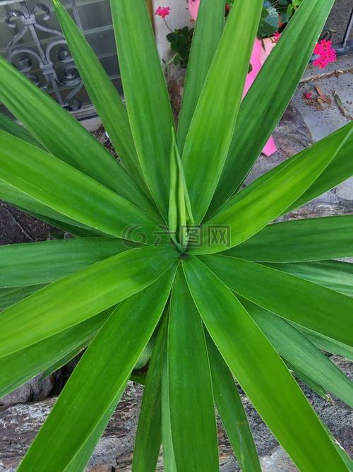 玛格丽特花的香气奥秘（探寻玛格丽特花的香味来源与特点）