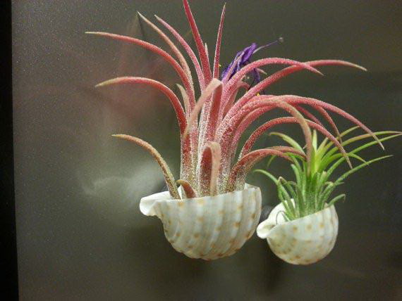 大门红花植物有哪些种类？如何养护？