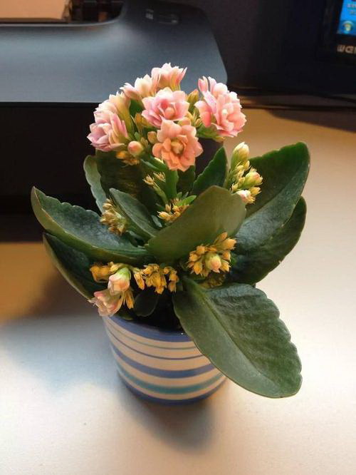 桂花树多长时间浇一次水