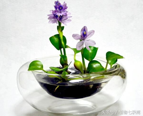 蜀葵种子什么时候播种（蜀葵种植方法和时间）