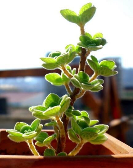 洋桔梗种植方法（全面解析种植、繁殖、管理、病虫害防治、采摘等要点）
