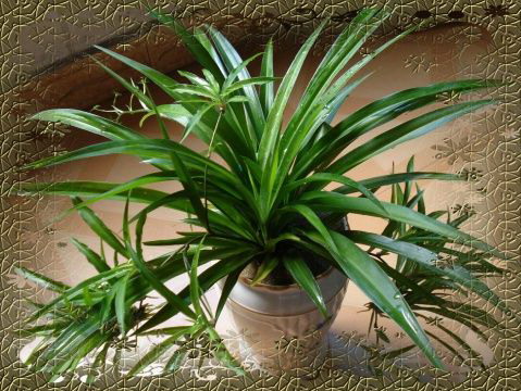 白石灰仙人掌的种植技巧是什么？白石灰仙人掌的正确种植方法有哪些？