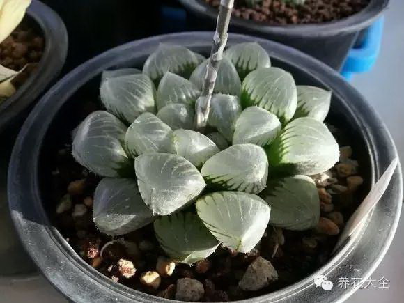 茶花如何养殖？需要注意哪些环境条件？