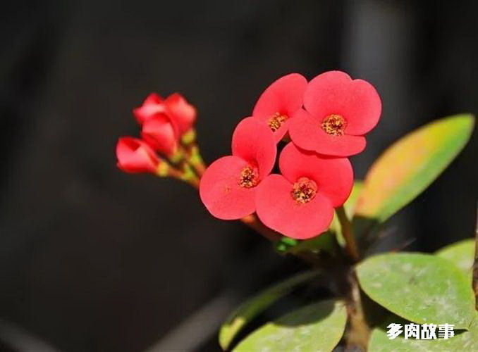 大花蕙兰叶子发黄怎么办？（教你八招抢救花卉生命，）