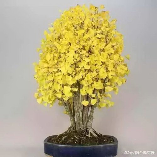 金丝楠木北方可以种植吗 适合哪里种植