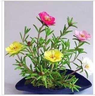 红色的花有哪些（有关红色的花大全）