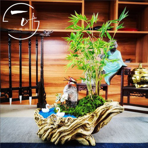 白兰花几月份开花