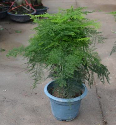 海棠花怎么养殖长得好
