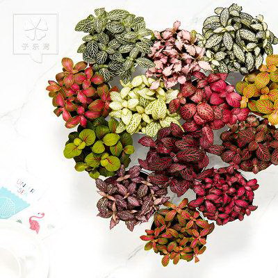 牡丹花种子怎样种植（牡丹花种植方法和时间）