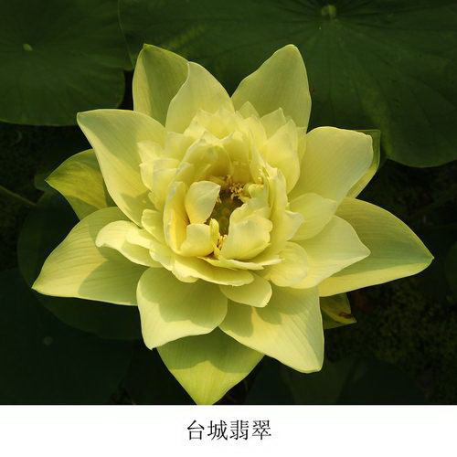 文竹冬天能栽活吗