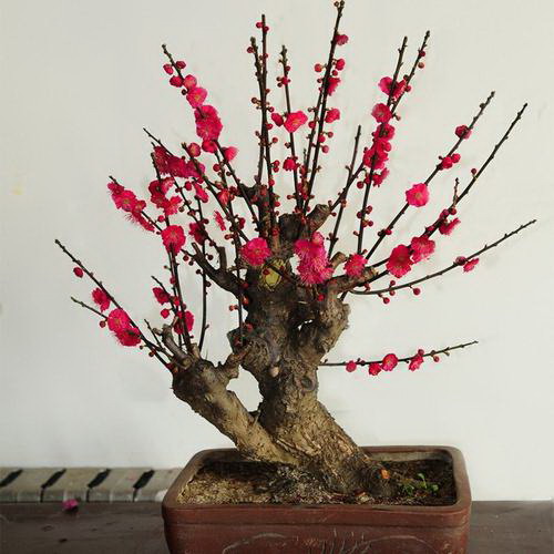 吊钟花开完花怎么办