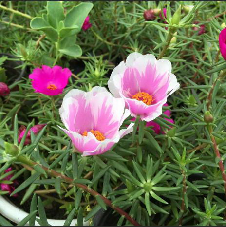 葫芦籽怎么发芽快