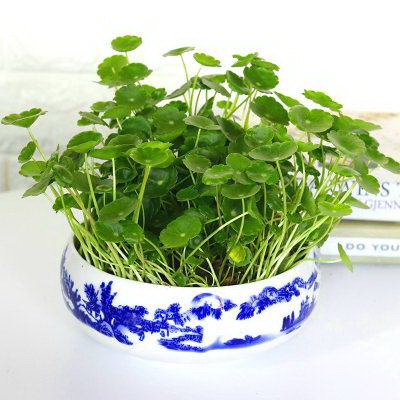 黑玫瑰花插花瓶的正确方法是什么？