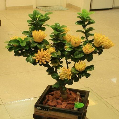 绿萝夏天可以换盆吗 什么季节可以换盆