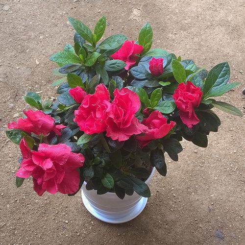 如何让芒果树结果实（解决芒果树不结果的方法和技巧）