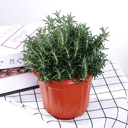 牡丹花过早开花的原因是什么？如何预防？