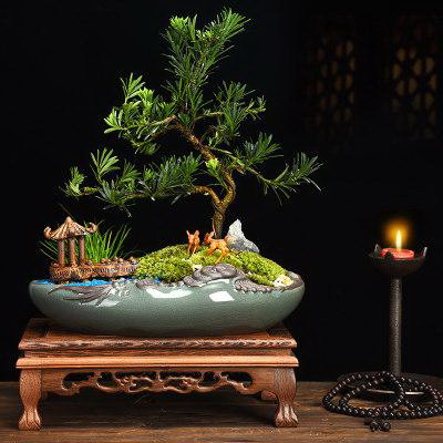 小金鱼花怎么养长得好开花更多 养殖注意事项