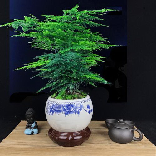 天竺葵水扦插方法（简单易行，轻松培育）