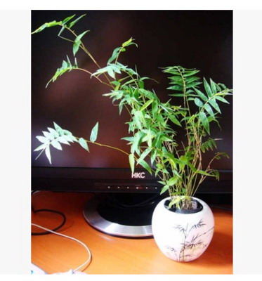 牡丹花怕晒太阳吗