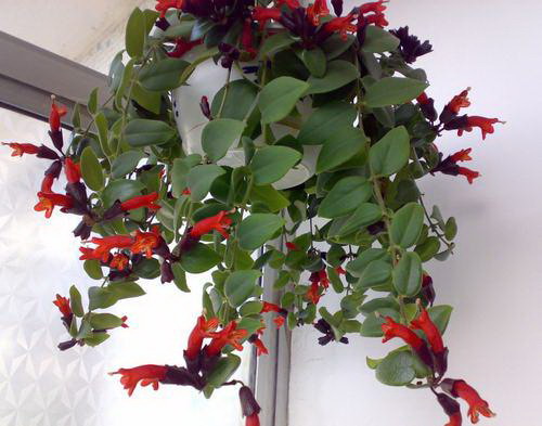 夏日绽放鲜花盛宴（盘点夏季花开的美丽花卉）