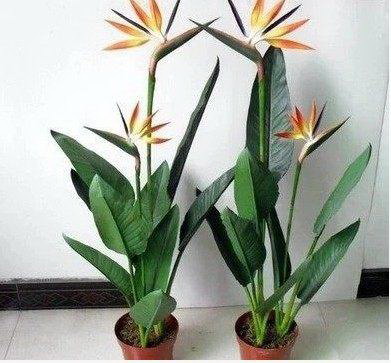 百合花繁殖指南（方法）