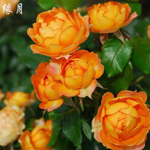 绿萝是否属于单子叶植物（探究绿萝的植物学分类）