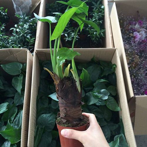 水仙花种植技巧（从选购到养护，一篇全面的指南）