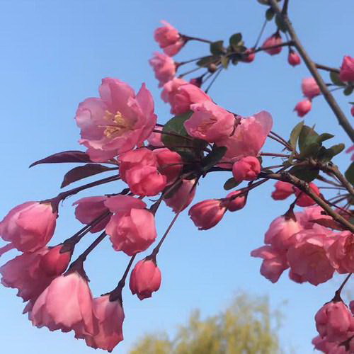 银杏树在南方可以种吗
