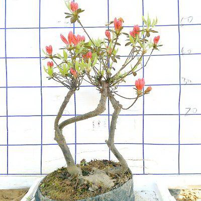 木耳生长在哪里 喜欢长在什么地方