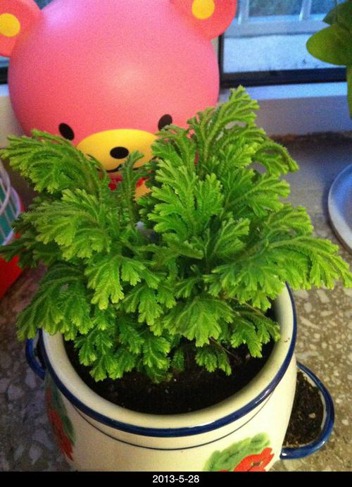 藤蔓植物的特点与应用（探究生态环境中的藤蔓植物）
